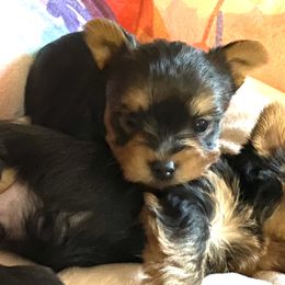 Yorkshire Terrier puppies from Wynsumly
