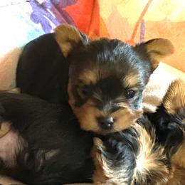 Yorkshire Terrier puppies from Wynsumly