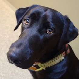 Kona - Labrador Retriever