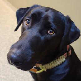 Kona - Labrador Retriever