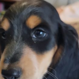 Dachshunds from Peggy's Doxies