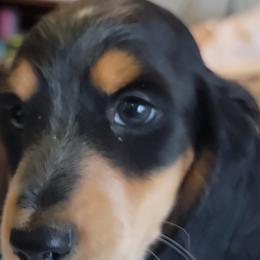Dachshunds from Peggy's Doxies