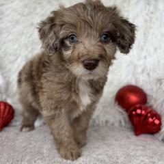 Appalachian - male Australian Mountain Doodle puppy in Bristow, Oklahoma from 10-Acre Woods Cockapoos