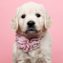 Freya - Light golden Golden Retriever puppy in Heber City, Utah from Wasatch Back Companions