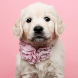 Freya - Light golden Golden Retriever puppy in Heber City, Utah from Wasatch Back Companions