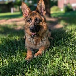Lela Vom Naisshof - Black and red female German Shepherd puppy in Kingsley, Michigan from Legacy German Shepherds