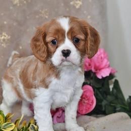 Arden - Blenheim male Cavalier King Charles Spaniel puppy in West Sacramento, California from Autumn Nightz Cavaliers
