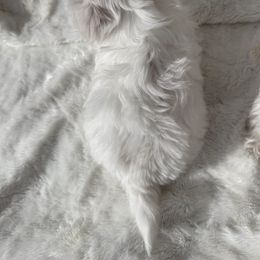 Maltese Puppies from AKC Maltese California