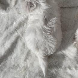 Maltese Puppies from AKC Maltese California