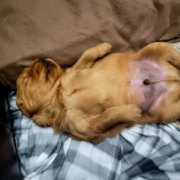 Golden Retriever Puppies from Carmel Bliss Golden Retrievers LLC