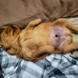 Golden Retriever Puppies from Carmel Bliss Golden Retrievers LLC