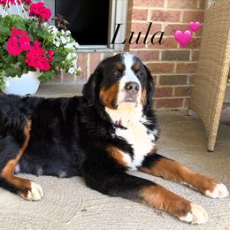 Lula - Bernese Mountain Dog