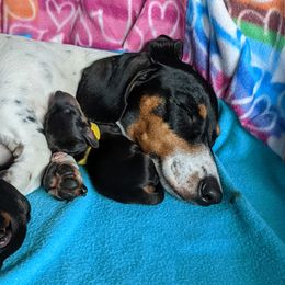 Girl 2 - Dachshund puppy in Sarasota County, Florida from Donna's Mini Joys