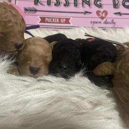 Aussiedoodles, Bernedoodles, and Poodles from Oodles of doodle of Michigan