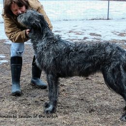 Irish Wolfhound Puppies from Boondocks Irish Wolfhounds