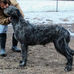 Irish Wolfhound Puppies from Boondocks Irish Wolfhounds