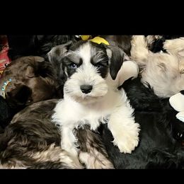 Lillie double blue eyes - Parti female Miniature Schnauzer puppy in Panama City, Florida from Emerald Coast Schnauzers