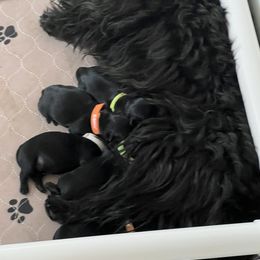 Scottish Terrier Puppies from Ballentine Scotties