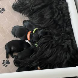 Scottish Terrier Puppies from Ballentine Scotties