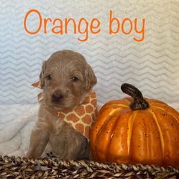 Goldendoodle Puppies from Jaymie's Doodles