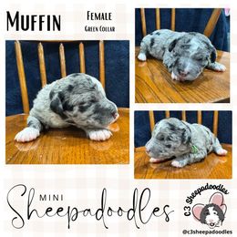 Muffin - Merle female Sheepadoodle puppy in Bloomfield, New Jersey from C3 Sheepadoodles