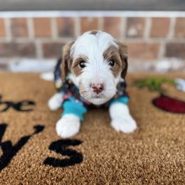 Goldendoodle Puppies from Duck River Goldendoodles