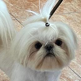 Shih Tzus from High Desert  Shih Tzu