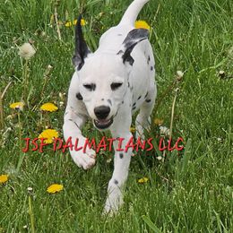 Tommy - White and black Dalmatian puppy in Conrath, Wisconsin from JSF Dalmatians LLC