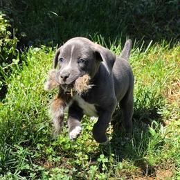 Boone - Blue male Mountain Cur puppy in Moundsville, West Virginia from Mountaineer Mountain Curs