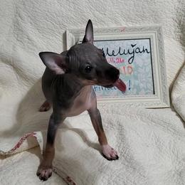 American Hairless Terrier Puppies from Dark Knight Kennel