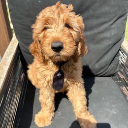 Black - Apricot male Goldendoodle puppy in Buda, Texas from Anita’s Doodles