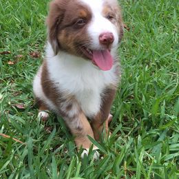 Miniature Australian Shepherds and Toy Australian Shepherds from SK's Toy & Mini Aussies