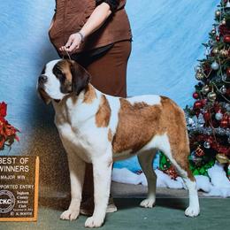 Envoy - Saint Bernard