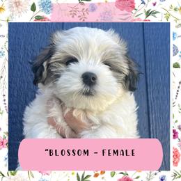 Havanese Puppies from A Batch of Cookie’s