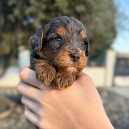 Strawberry - Merle female Bernedoodle puppy in Modesto, California from Central Valley Canine Companions