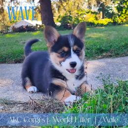 Wave - Black and tan male Pembroke Welsh Corgi puppy in Pine Village, Indiana from NL Horsemanship