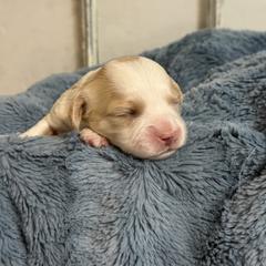 Boy 4 - Blenheim male Cavachon puppy in Smoot, Wyoming from Designer Mountain Mutts