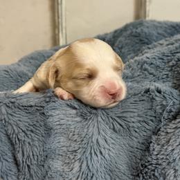 Boy 4 - Blenheim male Cavachon puppy in Smoot, Wyoming from Designer Mountain Mutts