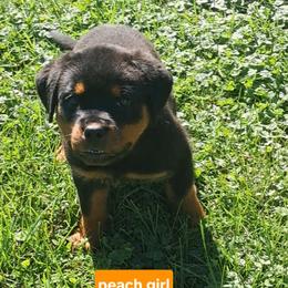 Girl 4 - Black and mahogany female Rottweiler puppy in De Witt, Iowa from Irish Eyes Kennels