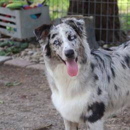 Pepper - Australian Shepherd