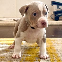 Black Collar - Lilac tri-color male American Bully puppy in Mansfield, Texas from Eleven:11 Kennels