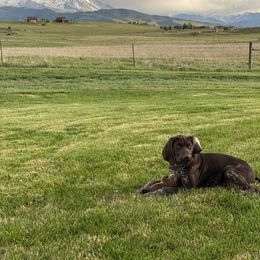 German Shorthaired Pointer Puppies from Dem Feuerhaus Gun Dogs