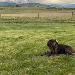 German Shorthaired Pointer Puppies from Dem Feuerhaus Gun Dogs