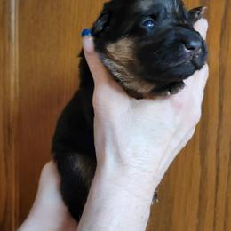 Girl 3 - Black and red female German Shepherd puppy in Puyallup, Washington from Majestic Royal German Shepherd’s