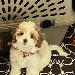 Missy - Blenheim Cavapoo puppy in Dallas /Ft. Worth, Texas from Dallas Designer Dogs
