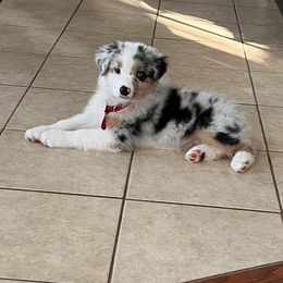 Australian Shepherd Puppies from Mountain Ridge Aussies