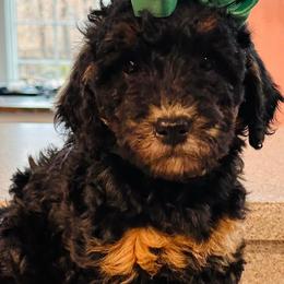 Bernedoodles from Shirl Doodle Life
