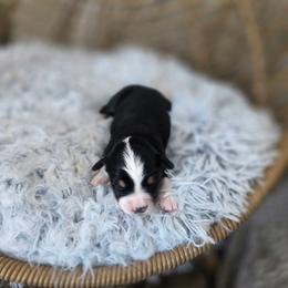 Macadamia - Black tri female Miniature Australian Shepherd puppy in Killen, Alabama from Wilkers Wholehearted Mini Aussies