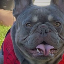 Jala - French Bulldog