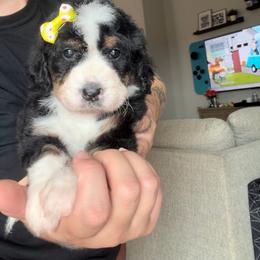 Mocha - Tri-color female Bernedoodle puppy in Peoria, Arizona from Wroth's Paws